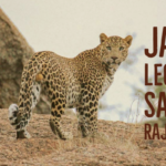 jawai leopard safari