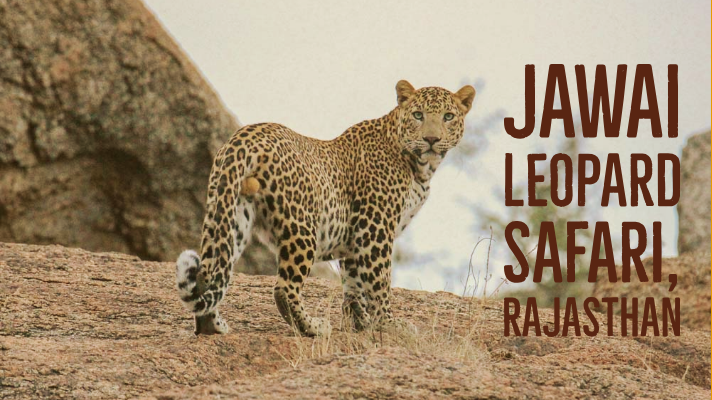 jawai leopard safari