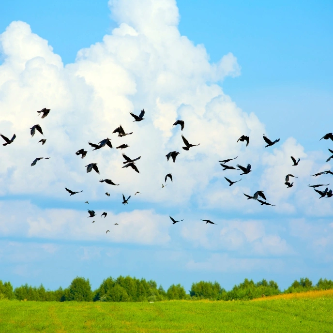 Jawai Bird Watching
