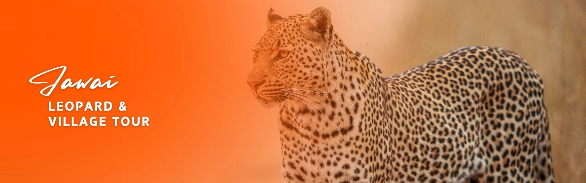 Jawai Leopard & Village Day Tour