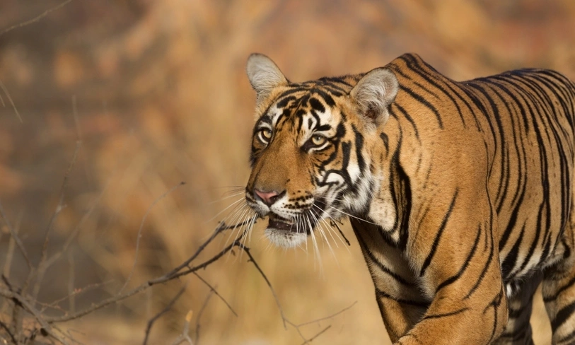 Ranthambore Tiger Safari